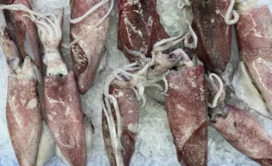 ve-muc-kho-nha-trang