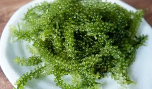 tai-sao-dac-san-nha-trang