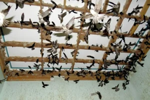 nuoi-chim-yen-o-nha-trang