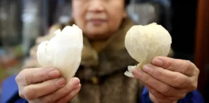 mua-yen-sao-nha-trang