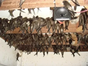 nuoi-chim-yen-o-nha-trang