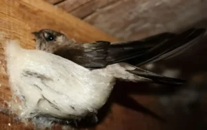 nuoi-chim-yen-o-nha-trang